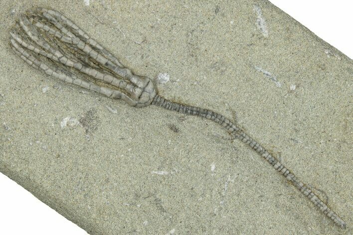 Fossil Crinoid (Abrotocrinus) - Crawfordsville, Indiana #291786